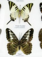 20 echte Schmetterlinge im XXL Bilderrahmen A-20-o-04 – Bild 8