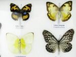 20 echte Schmetterlinge im XXL Bilderrahmen A-20-o-04 – Bild 9