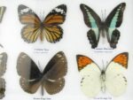 20 echte Schmetterlinge im XXL Bilderrahmen A-20-o-04 – Bild 10