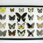20 echte Schmetterlinge im XXL Bilderrahmen A-20-o-05