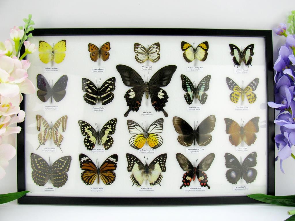 20 echte präparierte Schmetterlinge im Bilderrahmen A-20er-o-05-b