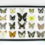 20 echte Schmetterlinge im XXL Bilderrahmen A-20-o-06