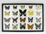 20 echte Schmetterlinge im XXL Bilderrahmen A-20-o-07 – Bild 12