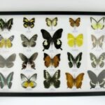 20 echte Schmetterlinge im XXL Bilderrahmen A-20-o-07