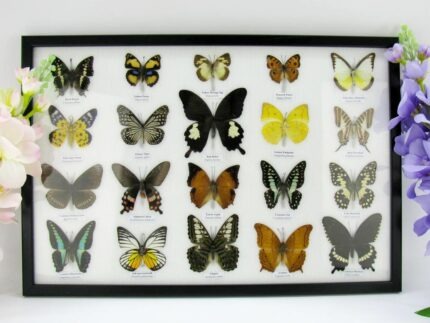 20 echte Schmetterlinge im XXL Bilderrahmen A-20-o-07
