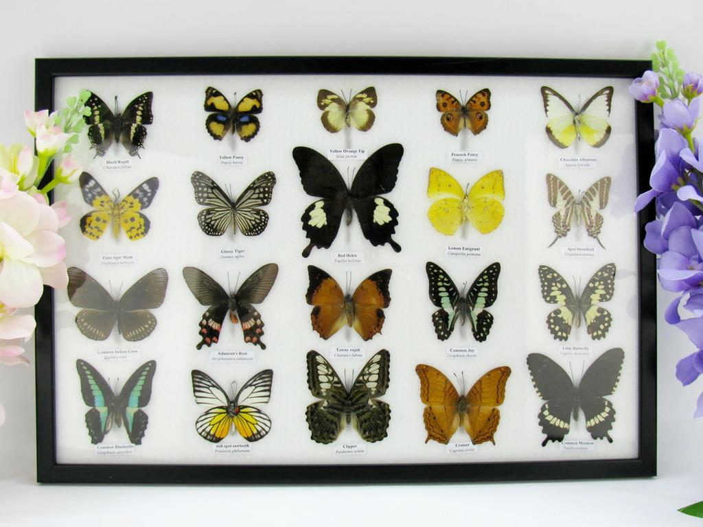 20 echte präparierte Schmetterlinge im Bilderrahmen A-20er-o-07-b