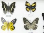 20 echte Schmetterlinge im XXL Bilderrahmen A-20-o-07 – Bild 5