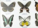 20 echte Schmetterlinge im XXL Bilderrahmen A-20-o-07 – Bild 6