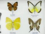 20 echte Schmetterlinge im XXL Bilderrahmen A-20-o-07 – Bild 9