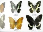 20 echte Schmetterlinge im XXL Bilderrahmen A-20-o-07 – Bild 10