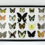 20 echte Schmetterlinge im XXL Bilderrahmen A-20-o-08