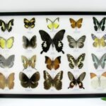 20 echte Schmetterlinge im XXL Bilderrahmen A-20-o-09