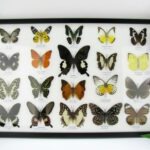 20 echte Schmetterlinge im XXL Bilderrahmen A-20-o-10