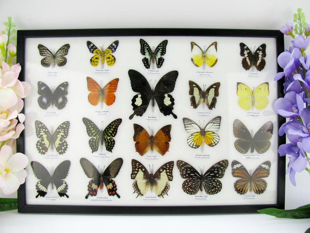 20 echte präparierte Schmetterlinge im Bilderrahmen A-20er-o-10-b
