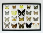20 echte Schmetterlinge im XXL Bilderrahmen A-20-o-11 – Bild 12