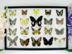 20 echte Schmetterlinge im XXL Bilderrahmen A-20-o-11