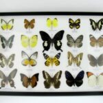 20 echte Schmetterlinge im XXL Bilderrahmen A-20-o-11
