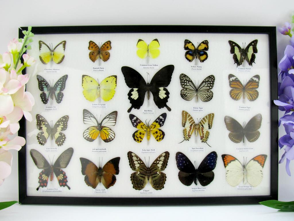20 echte präparierte Schmetterlinge im Bilderrahmen A-20er-o-11-b