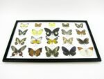 20 echte Schmetterlinge im XXL Bilderrahmen A-20-o-11 – Bild 2