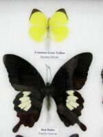 20 echte Schmetterlinge im XXL Bilderrahmen A-20-o-11 – Bild 7