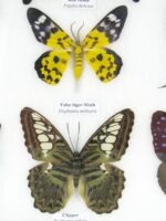 20 echte Schmetterlinge im XXL Bilderrahmen A-20-o-11 – Bild 8