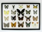 20 echte Schmetterlinge im XXL Bilderrahmen A-20-o-12 – Bild 12