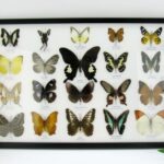 20 echte Schmetterlinge im XXL Bilderrahmen A-20-o-12