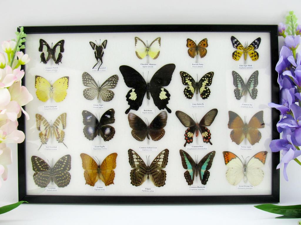 20 echte präparierte Schmetterlinge im Bilderrahmen A-20er-o-12-b