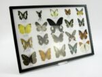 20 echte Schmetterlinge im XXL Bilderrahmen A-20-o-12 – Bild 3