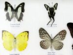 20 echte Schmetterlinge im XXL Bilderrahmen A-20-o-12 – Bild 5