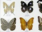 20 echte Schmetterlinge im XXL Bilderrahmen A-20-o-12 – Bild 6