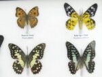 20 echte Schmetterlinge im XXL Bilderrahmen A-20-o-12 – Bild 9