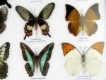 20 echte Schmetterlinge im XXL Bilderrahmen A-20-o-12 – Bild 10