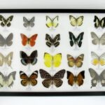 20 echte Schmetterlinge im XXL Bilderrahmen A-20-o-13
