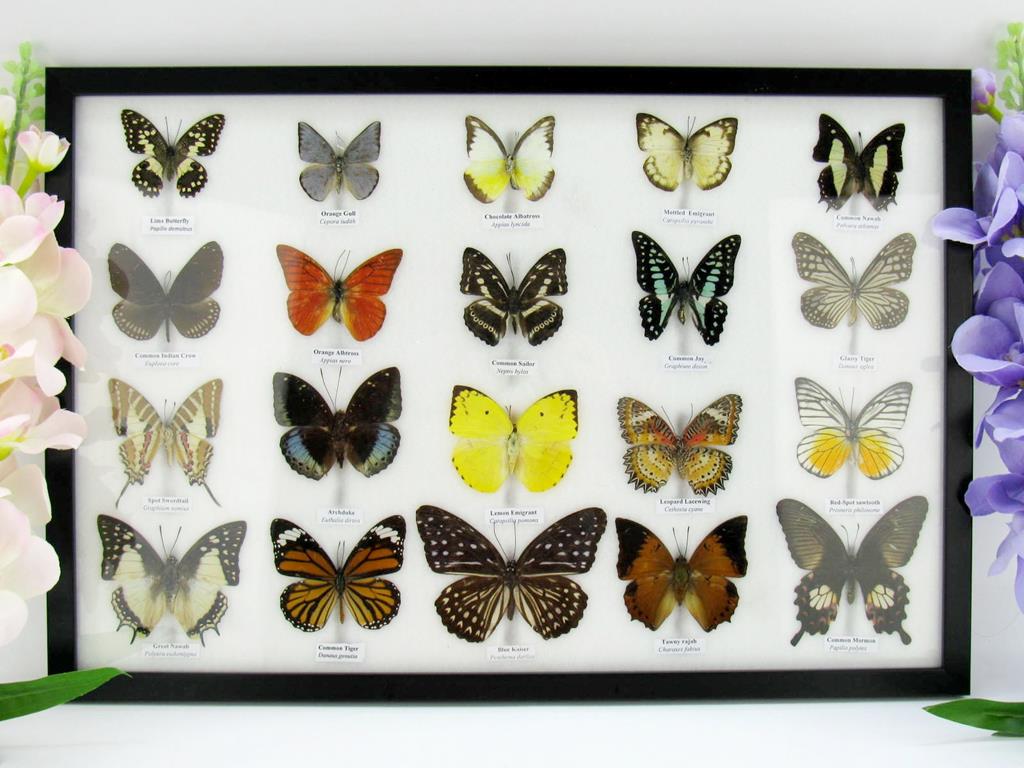 20 echte präparierte Schmetterlinge im Bilderrahmen A-20er-o-13-b