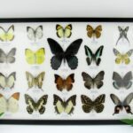 20 echte Schmetterlinge im XXL Bilderrahmen A-20-o-14