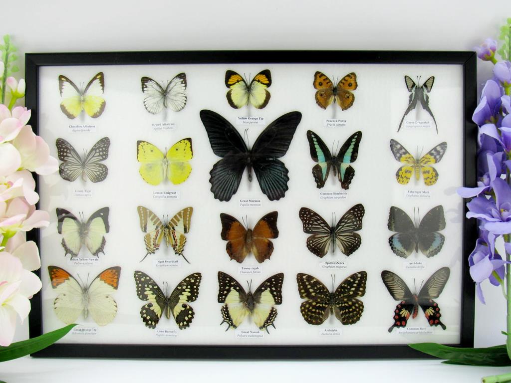 20 echte präparierte Schmetterlinge im Bilderrahmen A-20er-o-14-b