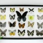 20 echte Schmetterlinge im XXL Bilderrahmen A-20-o-15