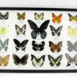 20 echte Schmetterlinge im XXL Bilderrahmen A-20-o-16