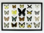 20 echte Schmetterlinge im XXL Bilderrahmen A-20-o-17 – Bild 12