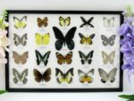 20 echte Schmetterlinge im XXL Bilderrahmen A-20-o-17