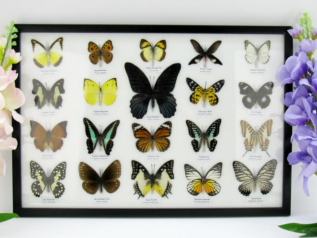 20 echte präparierte Schmetterlinge im Bilderrahmen A-20er-o-17-b