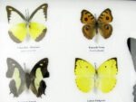 20 echte Schmetterlinge im XXL Bilderrahmen A-20-o-17 – Bild 5