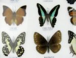 20 echte Schmetterlinge im XXL Bilderrahmen A-20-o-17 – Bild 6