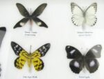 20 echte Schmetterlinge im XXL Bilderrahmen A-20-o-17 – Bild 9