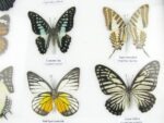 20 echte Schmetterlinge im XXL Bilderrahmen A-20-o-17 – Bild 10