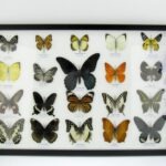 20 echte Schmetterlinge im XXL Bilderrahmen A-20-o-18