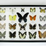 20 echte Schmetterlinge im XXL Bilderrahmen A-20-o-19