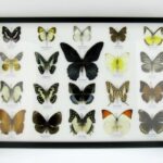 20 echte Schmetterlinge im XXL Bilderrahmen A-20-o-20