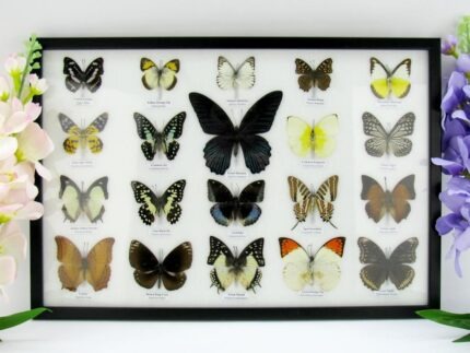 20 echte Schmetterlinge im XXL Bilderrahmen A-20-o-20